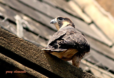  peregrine juvenile 