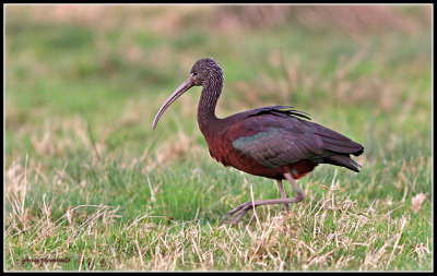 glossy ibis  