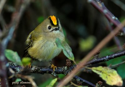 goldcrest hidding in a bush
captured in exeter devon