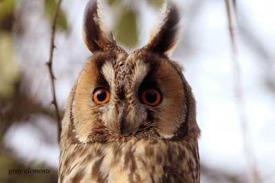 a totally wild long eared owl
captured in devon