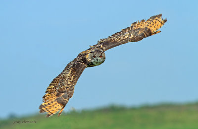 eagle owl