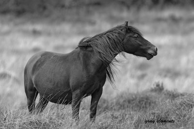 dartmoor pony