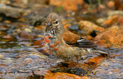 male linnet having a quick bath in a dartmoor stream
