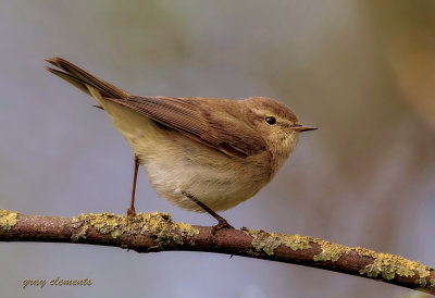 a brief stop as this wonderful little warbler foraged for insects among bushes and undergrowth