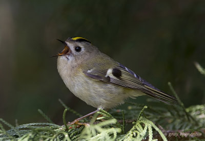 goldcrest