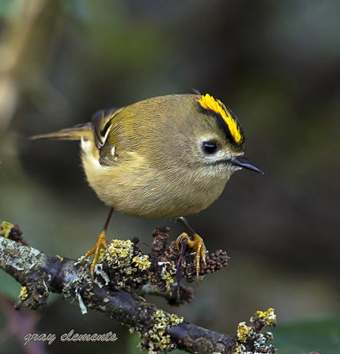 goldcrest