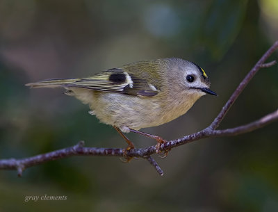 goldcrest