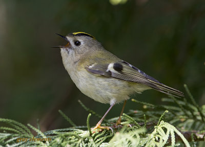 goldcrest