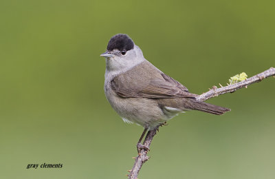 a male blackcap letting its territory be known near its nesting site
captured in exeter devon uk