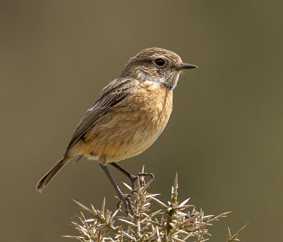 stonechat (f)