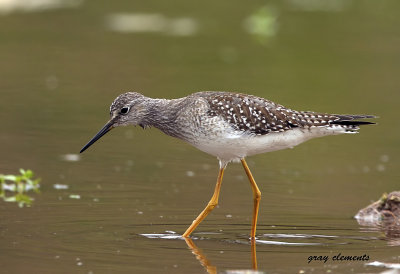  lesser yellowlegs 
