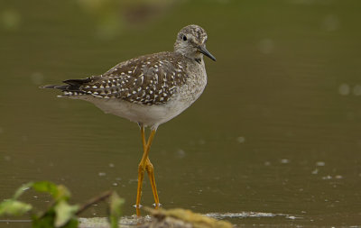  lesser yellowlegs 