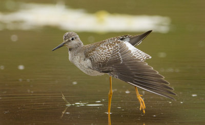  lesser yellowlegs 