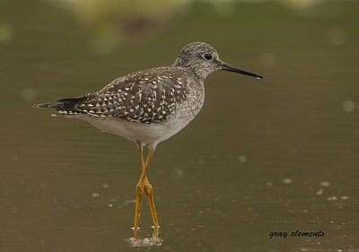  lesser yellowlegs