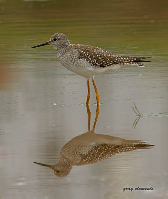  lesser yellowlegs 