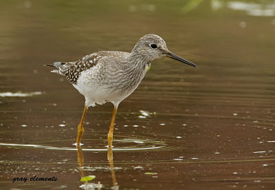  lesser yellowlegs