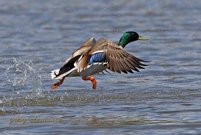 mallard