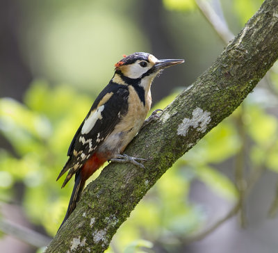 great spotted woodpecker (m)