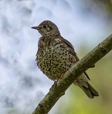  sitting high in the woodland canopy,the newly fledged mistle thrush,captured using a flash.
 dartmoor devon uk

