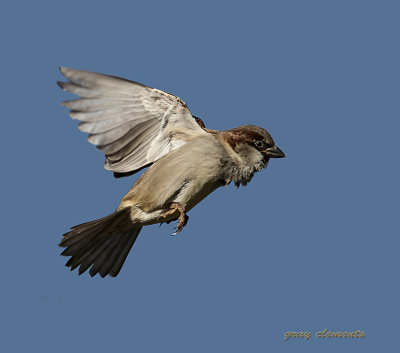 house sparrow in flight,alphington exeter devon uk