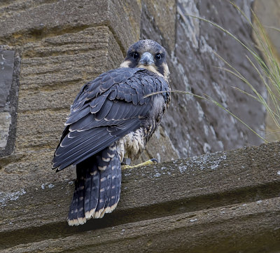 peregrine falcon (j)