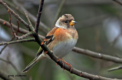 captured at topsham devon uk.