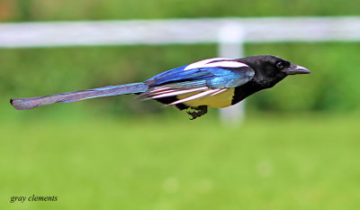 magpie in flight
magpie was chasing a bee
captured in alphington exeter devon uk.