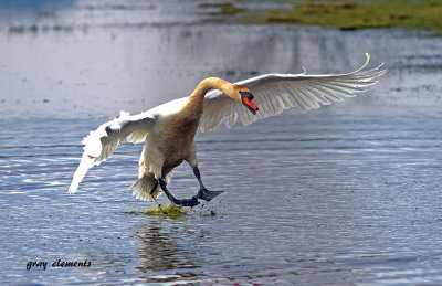 mute swan