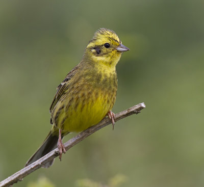 yellowhammer