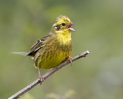 captured on dartmoor devon uk