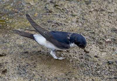 a swallow collecting mud for its nest construction
captured in exeter devon uk