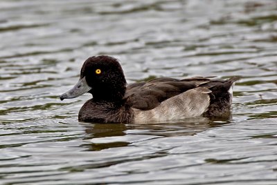 tufted duck 