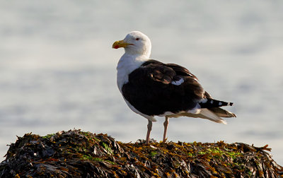 great black backed gull