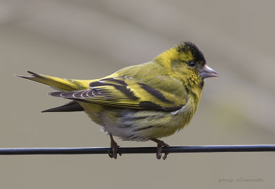 captured on dartmoor devon uk