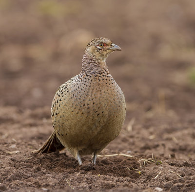 captured at powderham devon uk