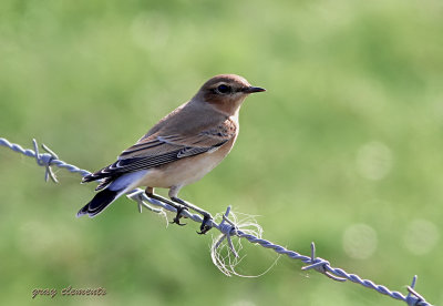 wheatear  (f)