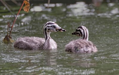 great crested grebe (juveniles)