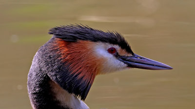 great crested grebe (9)