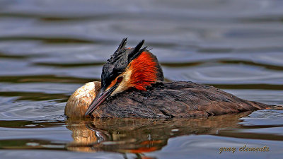 great crested grebe