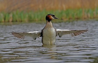 great crested grebe