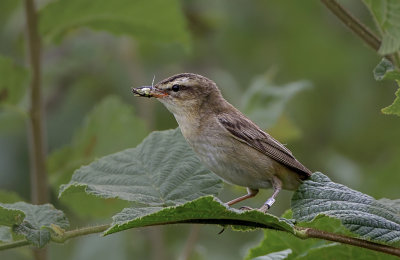   captured at powderham marsh devon uk.
bird ring number
   museum
   paris
  672469