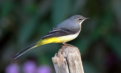 grey wagtail (f)