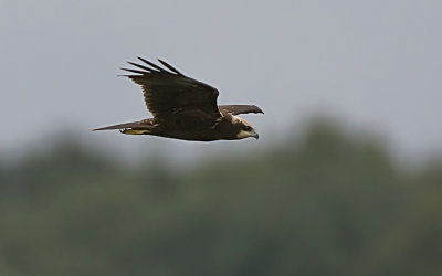  quite a rare sight around the exe estuary,a juvenile marsh harrier over  topsham reed beds
