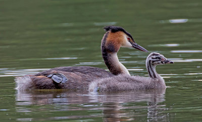 great crested grebe