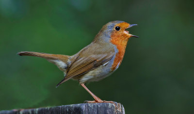  a singing robin. captured at bowling green marsh topsham devon uk