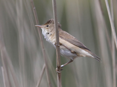 reed warbler captured at bowling green marsh topsham devon uk