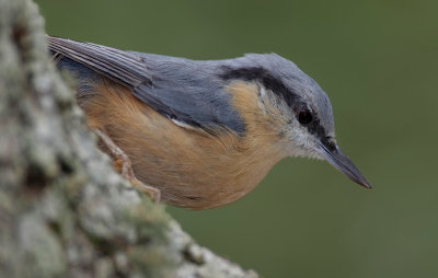 nuthatch