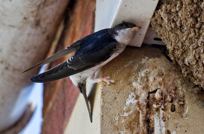  the female house martin trying to entice its youngsters to exit from the nest
captured in exeter devon uk