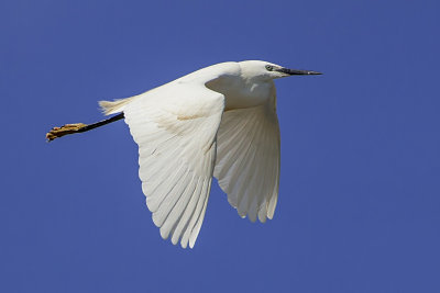 little egret