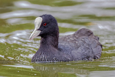 coot